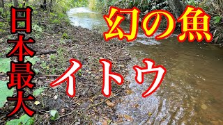 日本最大の淡水魚【イトウ】に会いに行ってきた【ガサガサ】