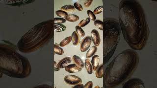 ଶାମୁକା କେମିତି ଚାଲେ?? How Oyster( mother of pearl) moves? #pearl #pearl_farming #farming #natursounds