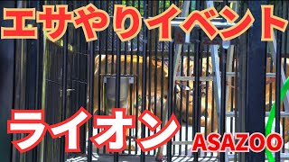 広島市安佐動物公園のライオンエサやりイベント