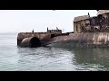 chonky sea lion jumps off a shipwreck u0026 lots of bird life