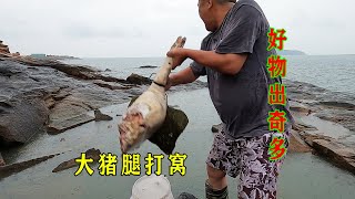 大猪腿加猪血打窝300平巨坑，数天后惊现十几种好物，这一波血赚