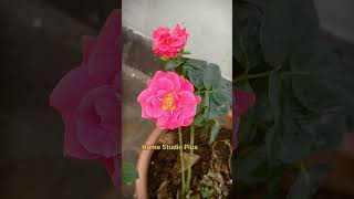 என் வீட்டு தோட்டத்தில் | #rose #gardening