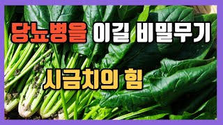 시금치의 초강력 당뇨병을 이길 비밀 무기