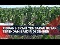 Terendam Banjir, 2.000 Hektar Lebih Tanaman Tembakau Rusak di Jember Jawa Timur!