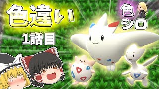 色違いシロナパーティでシロナを倒したい！#１　色トゲキッス捕獲の巻 【ポケモンBDSP】【ゆっくり実況】【ダイパリメイク】