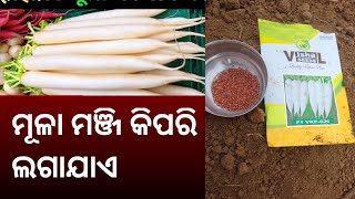 ମୂଳା ମଞ୍ଜି କିପରି ଲଗାଯାଏ ଏହାର ସଠିକ୍ ତଥ୍ୟ ଅନୁସାରେ କଲେ ବହୁତ ଭଲ ହୁଏ odia viral #video