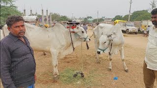 పెబ్బేరు సంతకి ఆరు పళ్లలో ఉన్న ఎద్దులు తెచ్చిన తిమ్మాయపల్లి రైతు అడ్డాకుల మండలం పాలమూరు జిల్లా | Ox