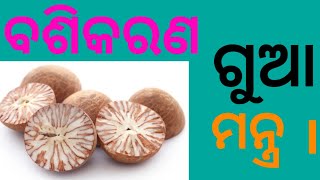 ବଶିକରଣ ଗୁଆ ମନ୍ତ୍ର ।basikaran gua mantra .@bidhi bidhan odia ।