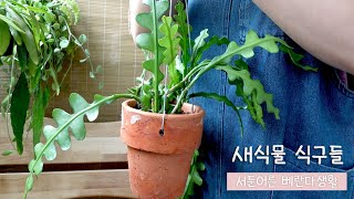 vlog 베란다정원가꾸기/ 새식물 식구 / 베란다식물 근황