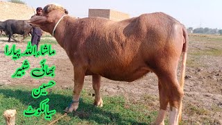 watch pure nili Ravi buffalo for sale in Punjab Pakistan on you tube pakpattan Animal TV