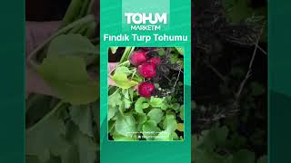 Fındık Turp Tohumu TohumMarkerim.com da