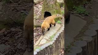 【番外編】アカハナグマのヒカリくん3🧸202404 #千葉市動物公園 #アカハナグマ #ヒカリ