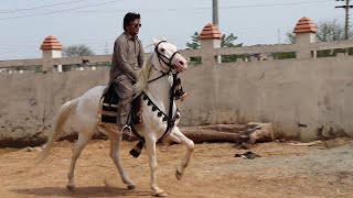 RACE Horses Preparation | Naiza Bazi Horses | Horse Feed | Horse Expenses | Abdul Jalill Khan