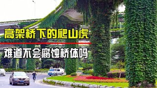 高架桥下长满爬山虎，就不怕桥体被腐蚀吗？看完佩服国人的智慧