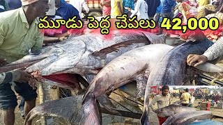 three fishes 42000 in chirala auction