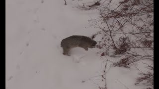 A thrilling encounter! Fifteen minutes following a bobcat on the Blow-Me-Down Brook 2/3/25