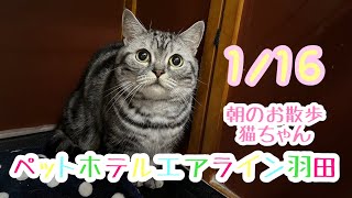 1/16朝☀️ワンちゃんドッグラン〜猫ちゃん〜のご様子です♪羽田空港近くのペットホテルエアライン羽田にご宿泊中のペットちゃん達です♡