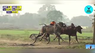 Ox Races Ghaloti Pind Punjab | Live Ox Races |