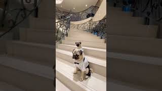 [Pug]階段でｷﾘｯ✨おぼっちゃま風🐶 (well behaved dogs) #shorts