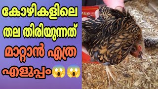 കോഴി വളർത്തൽ/കോഴിയുടെ തല തിരിയല് മാറാൻ/Hen neck bending disease malayalam/Poultry TIPS and Solutions