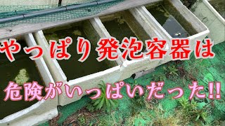 【メダカ飼育】発泡飼育容器のデメリット、失敗談！メダカにとっての脅威と対策とは？視聴者維持率33.1%