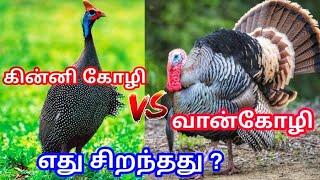 வான்கோழி VS கின்னி கோழி|வான்கோழி வளர்ப்பு|கின்னி கோழி வளர்ப்பு|Turkey chicken|Guinea chicken|RMR|