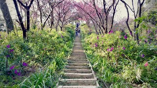 原來最美的風景，是要走到終點，才看的到 。土城.太極嶺.櫻花盛開