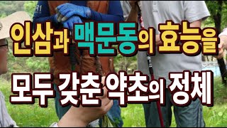 #인삼처럼 면역력을 강화하고 맥문동처럼 체액을 보충하는 약초[약초방송]