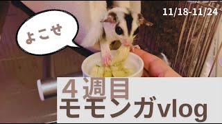 【ペットと2匹暮らし】モモンガ飼い始めて4週間目