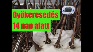 Gyökérképződés 14 nap alatt - kérdések