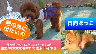 【ポメラニアン　トイプードル　犬】ココちゃんがラッキーさんに強気⁉️   ラッキーさんとココちゃんと佐野のDOGDEPTで散歩❗️その3