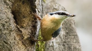 SIttelle torchepot dans une loge de Pic épeiche - Sitta europaea - Eurasian Nuthatch