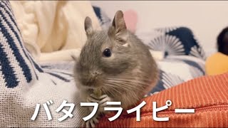 【デグー】バタフライピーとは？？