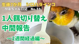 【シロハラインコ】1人餌切り替え順調です！開始から2週間で変化したことをご報告【挿し餌卒業までの道】