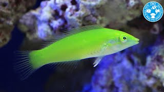 【チャーム】海水魚 ライムラス Halichoeres hortulanus ベラ charm動画