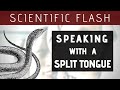 Scientific Flash: Speaking with a Split Tongue | INKADEMIC