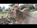 incredible hallikar studbull of farmer prakash taking for a ride in the street of chikkanahalli r na