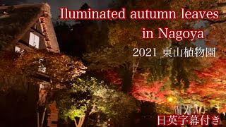 【紅葉ライトアップ名古屋】【4K】【東山植物園】Iluminated autumn leaves in Nagoya. 町の真ん中で2年ぶりのライトアップ開催！池に映るリフレクションが幻想的！