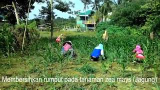 Kegiatan Bersama Setiap Minggu Pagi di Lahan KWT Kampung Salak | PETANI TARAKAN