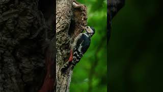 🐦【鳥図鑑】🐦アカゲラ（6）Great Spotted Woodpecker