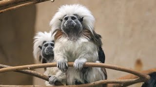 Blank Park Zoo cotton-top tamarin expecting twins for second time