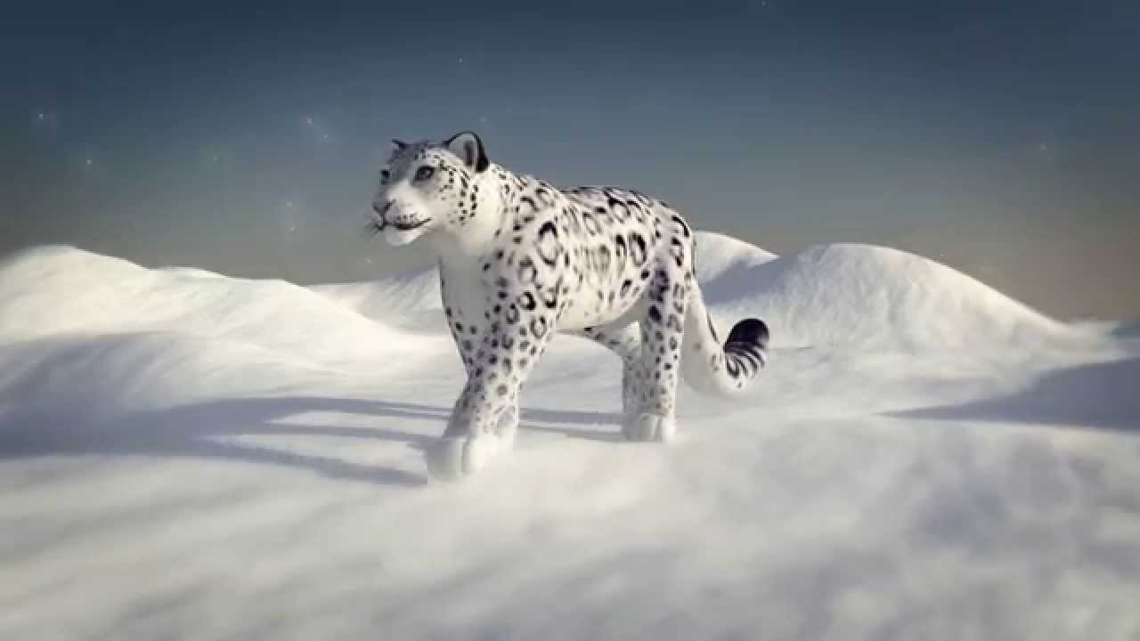 Snow Leopard Walk Cycle Youtube