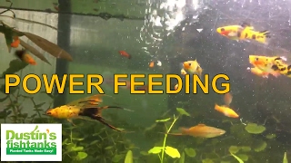 Aquarium Fish POWER FEEDING- Don't do this in your aquarium