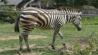 チサトちゃん  天王寺動物園 シマウマ 4k動画 Zebra