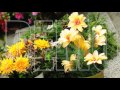 Marry Me Cottage 9036 Veterans Memorial Parkway OFallon, MO - Flower Shop Video