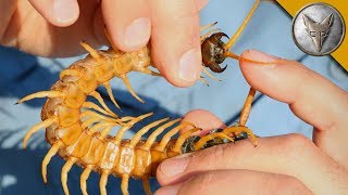 Centipede Bite Worse Than ALL Stings?!