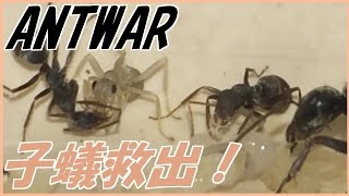 蟻戦争＃117 子アリ救出！懸命の羽化作業！編～rescue a young ant～