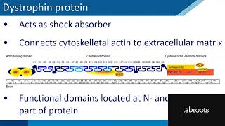 Webinar: Dystrophin Quantification in Preclinical and Clinical Settings