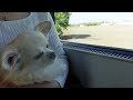 train trip to vienna with my dog