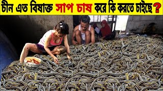 চীন এত বিষাক্ত সাপের চাষ করে কি করতে চাইছে?। Snake Farming in China